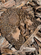 Kozak Mamay –  Ukrainian Wall Art